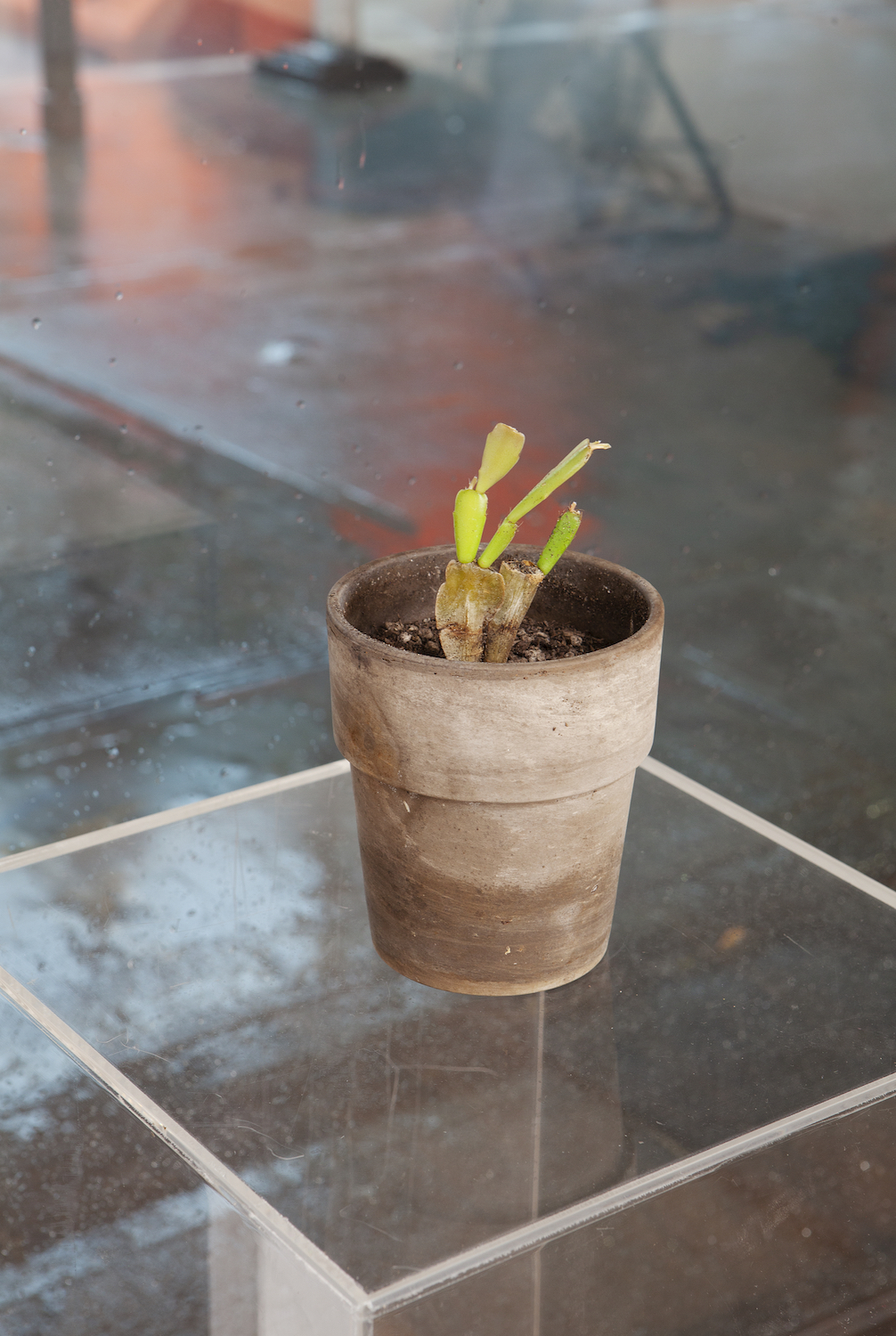 Julie Tolentino, *Archive In Dirt*, 2019. Broken plant derived from a Harvey Milk cutting, succulent mix, and ceramic pot