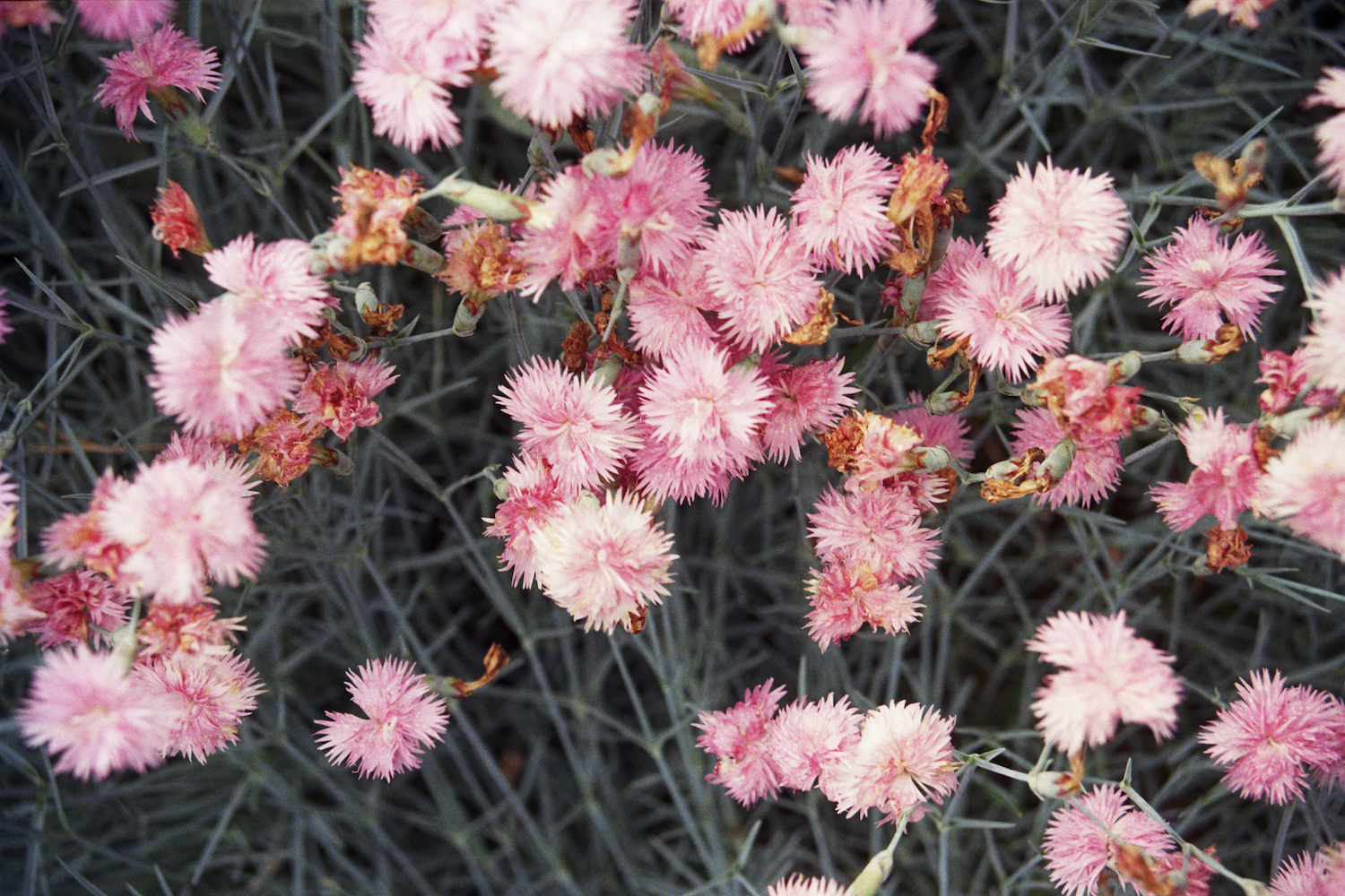 Conrad Ventur, *dianthus*, 2020. 35mm photograph